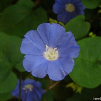 Jacquemontia pentanthos (Jacq.) G.Don